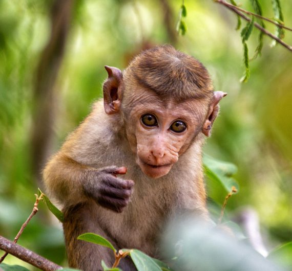 Baby Monkey