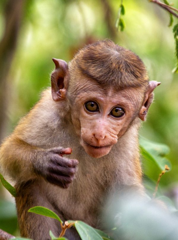 Baby Monkey