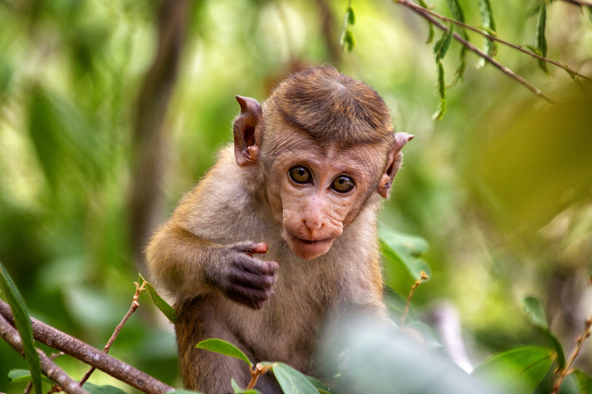 Baby Monkey
