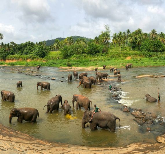 pinnawala