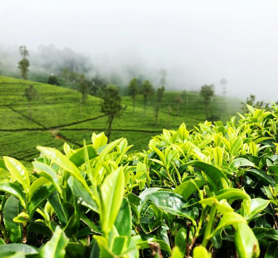 tea-plantation
