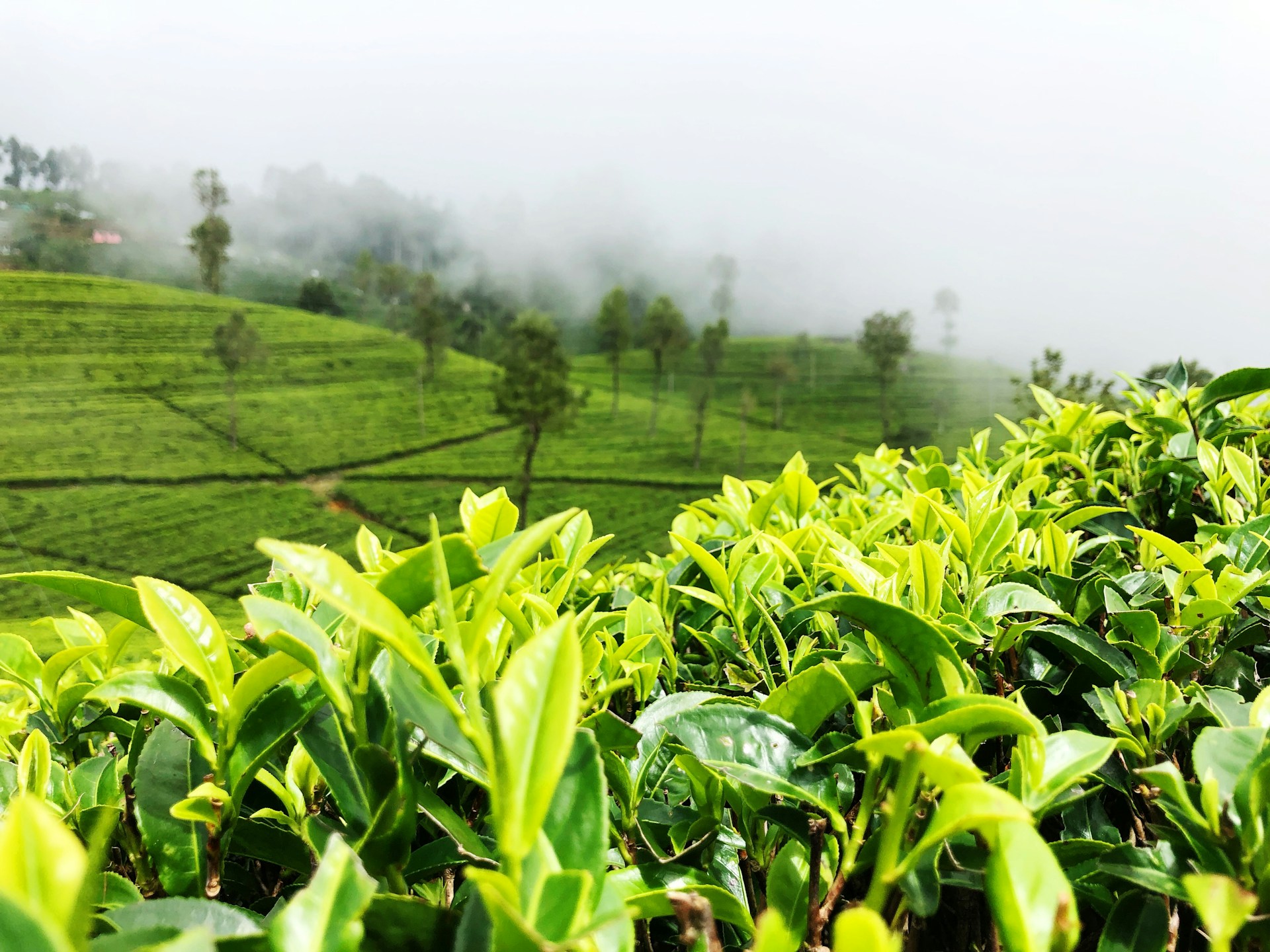 tea-plantation