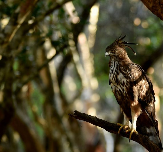 Eagle