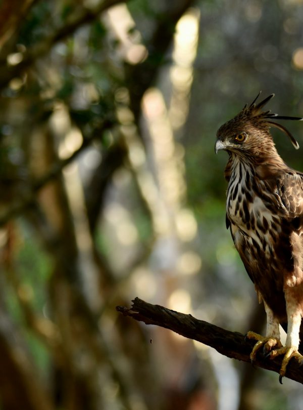 Eagle