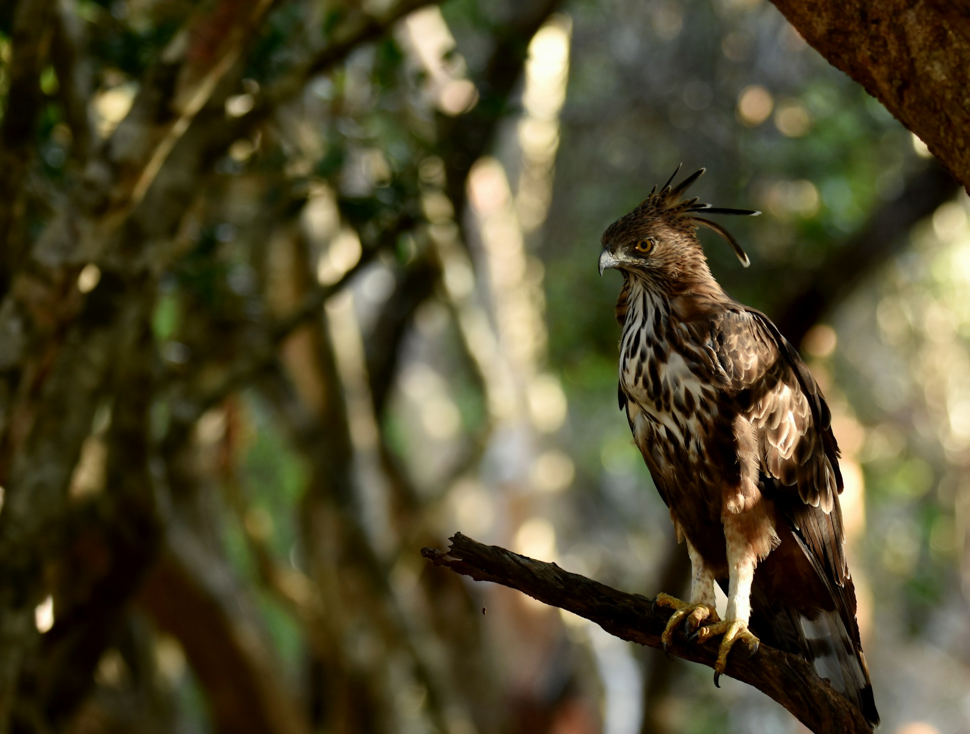 Eagle