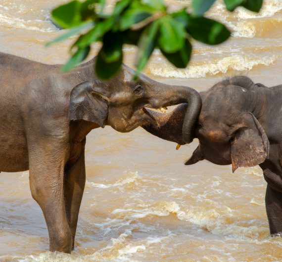 Pinnawala-2-elephants-playing