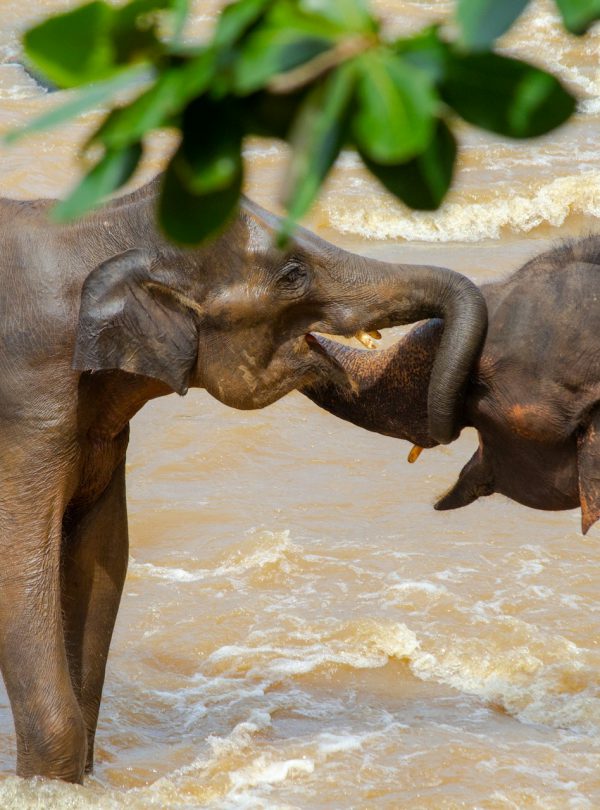 Pinnawala-2-elephants-playing