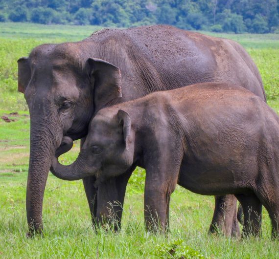 baby-elephant-with-mom