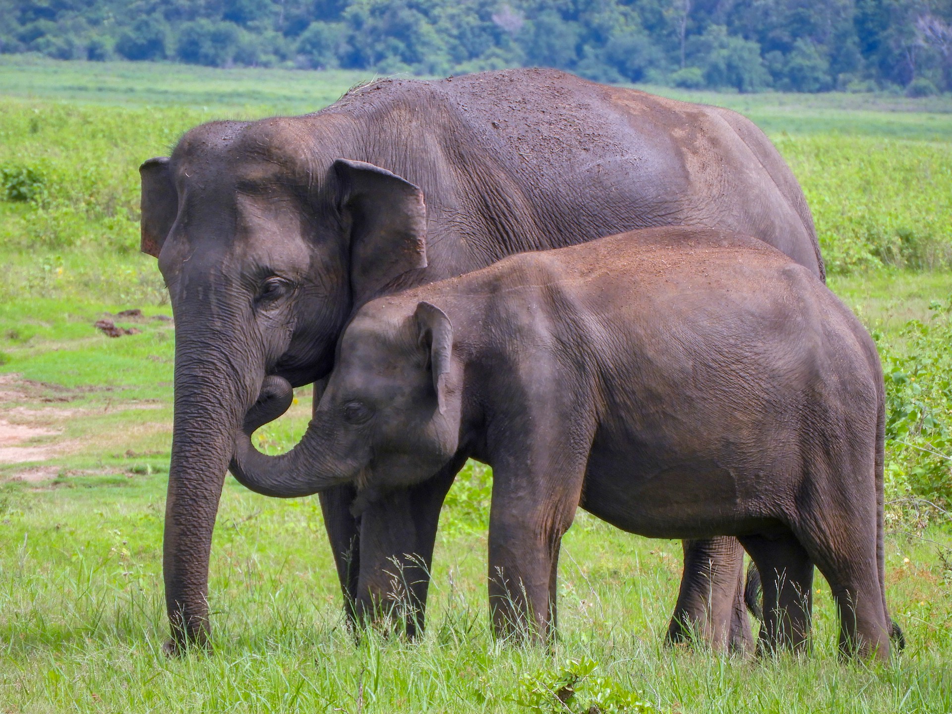 baby-elephant-with-mom
