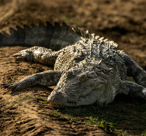 crocodile