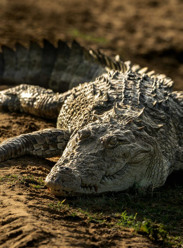 crocodile
