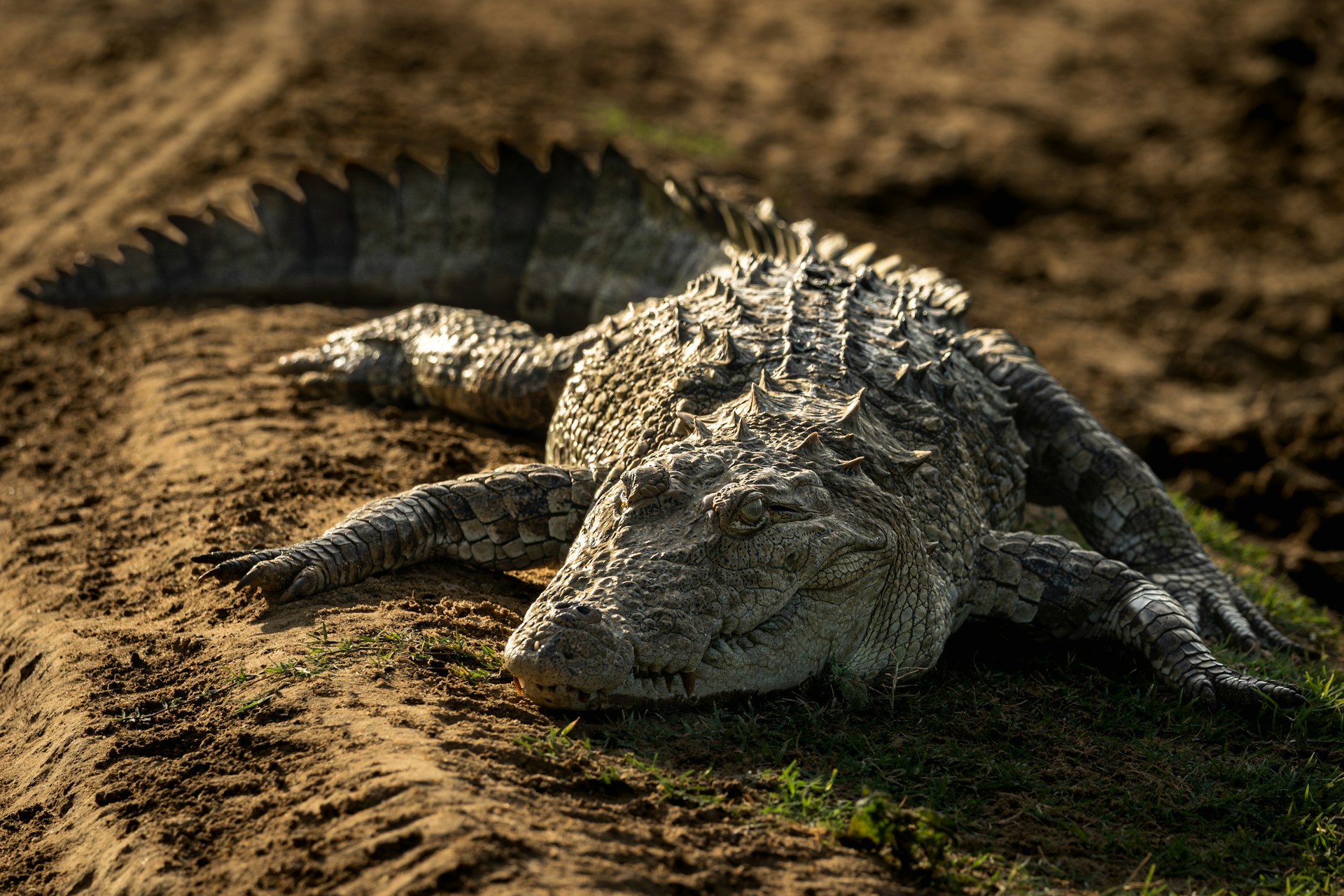 crocodile