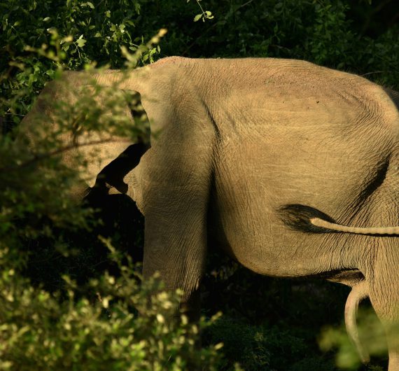 elephant-hiding