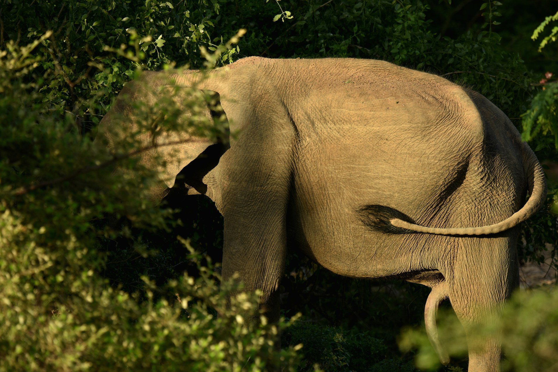 elephant-hiding