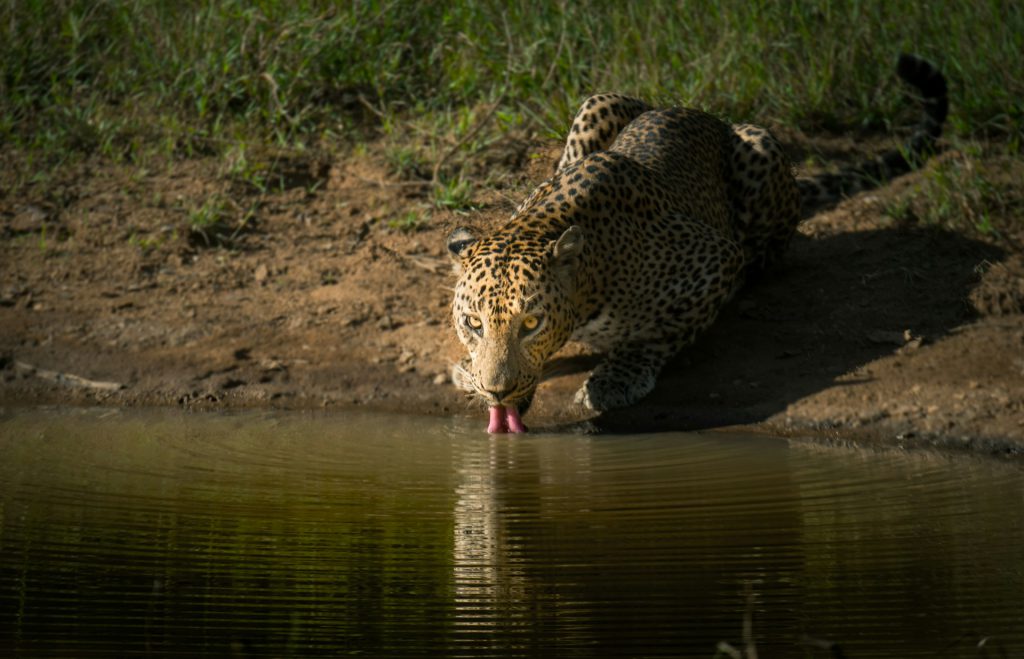 leopard-drinking-water