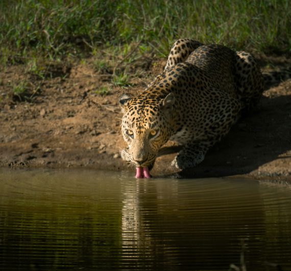 leopard-drinking-water
