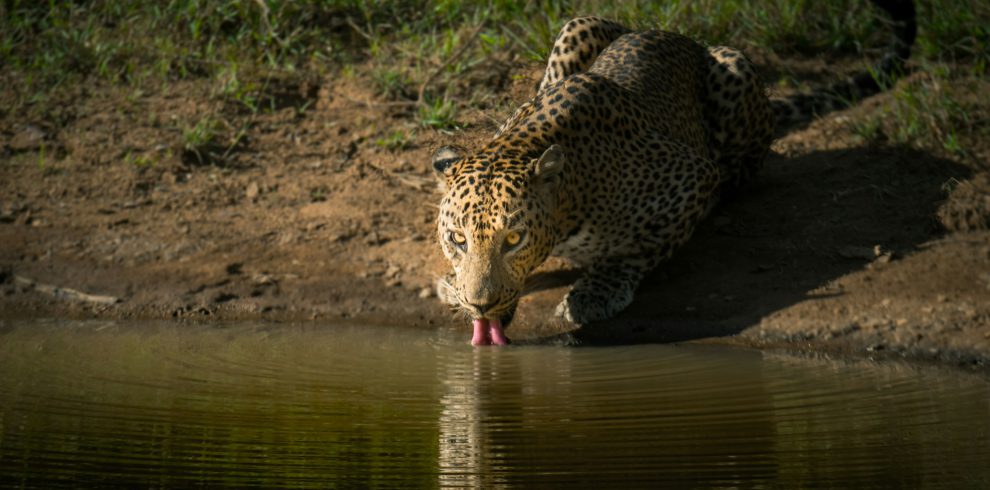 leopard-drinking-water