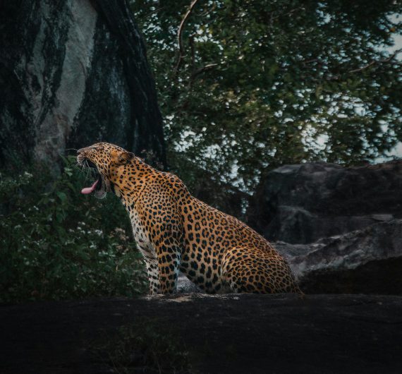 leopard yawning Yala National park