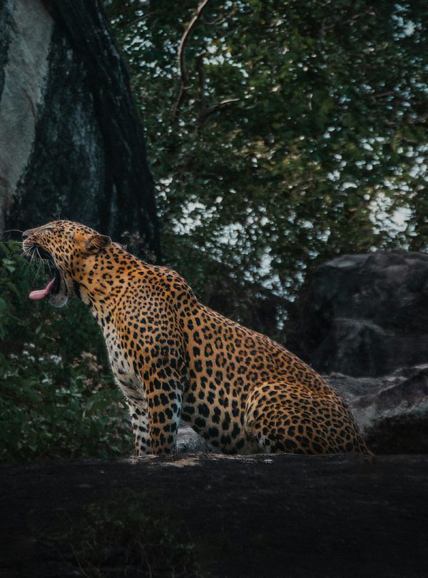 leopard yawning Yala National park